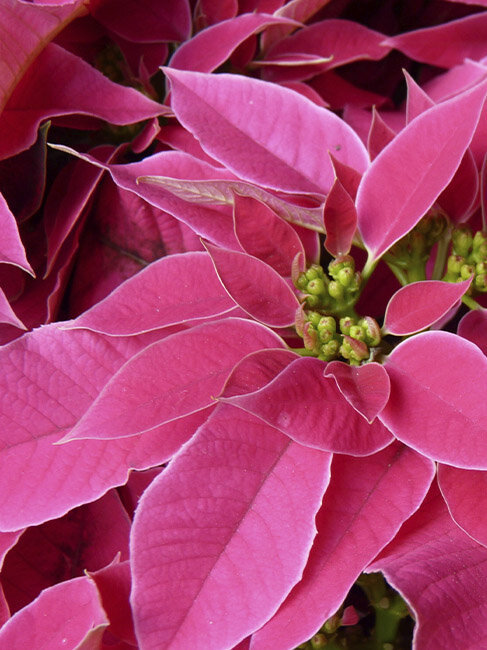 Pinkfarbener-Weihnachtsstern, Weihnachtspflanze, Hochblaetter-mit-Bluete, Brakteen