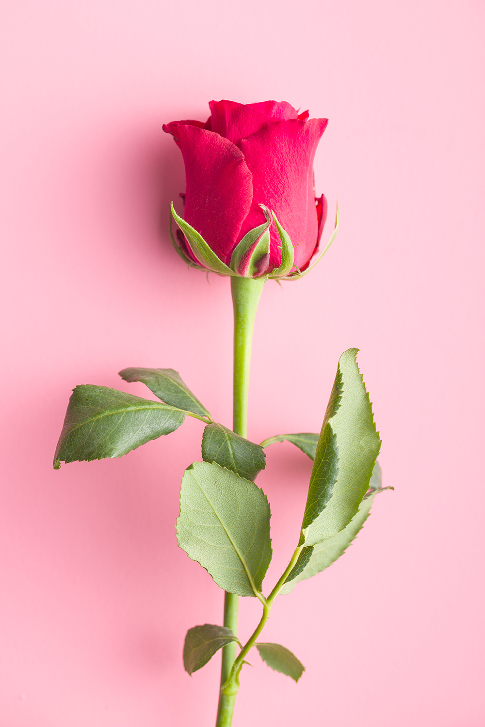 Beim Bestellen von Rosen in unserem Online-Shop erwartet Dich eine große Auswahl.