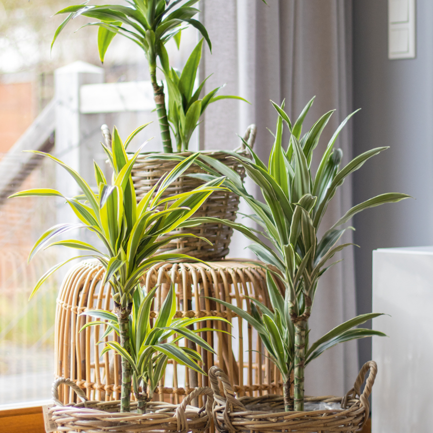 bio sprossen saatgut Bio Alfalfa Sprossen Samen kaufen ➤ Bio-zertifiziert