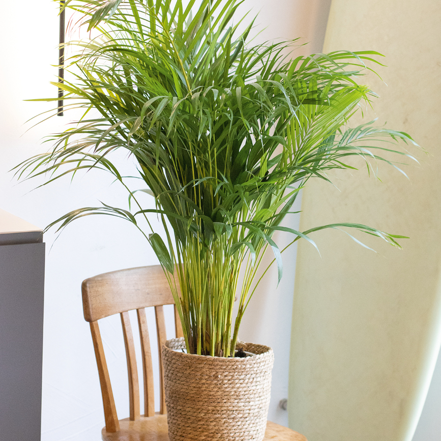 weier belag orchideen 2 - 3 rispiges
