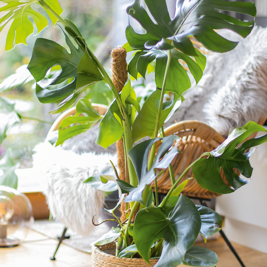 Groe Zimmer$pflanzen als moderne Hingucker - Blumen Risse