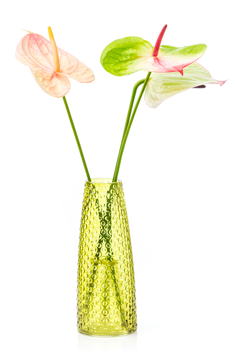Blumen-Risse, Pflanzenratgeber, Anthurie, Zimmerpflanze, Schnittblume, Weiss, Rot, Orange, Gruen, drei-Anthurien-in-Glasvase-vor-weissem-Hintergrund-2