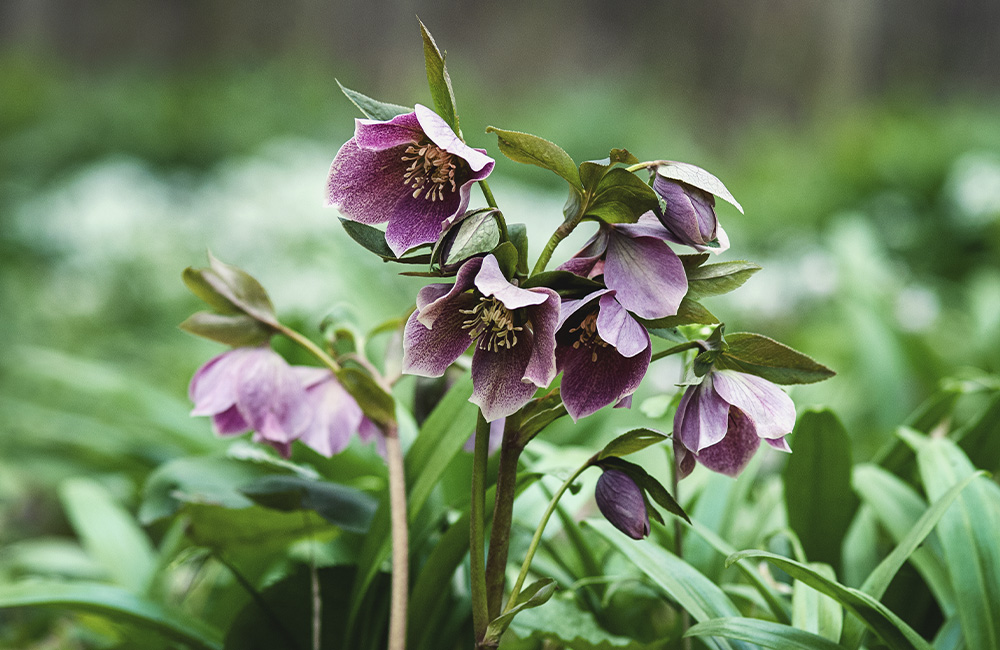 Helleboruspflanze-im-Wald-mit-lila-Blueten