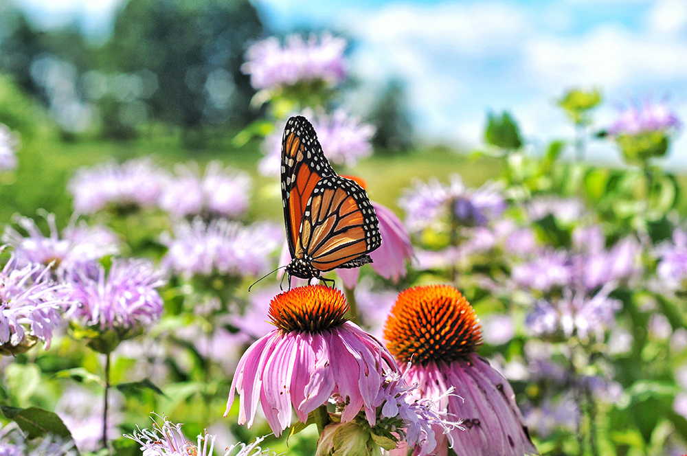 Blumen-Risse, Ratgeber, Der-Sonnengarten, Orange, Rosa, Gruen, Schmetterling-auf-Sommerblumen, Echinacea