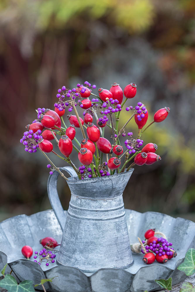 Blumen-Risse, Ratgeber, Winter, Winterliche-Zierstraecher-mit-Beerenschmuck, Rot, Lila, Grau, Hagebutten, Liebesperlen, Vase, Tisch, Garten, Dekoration
