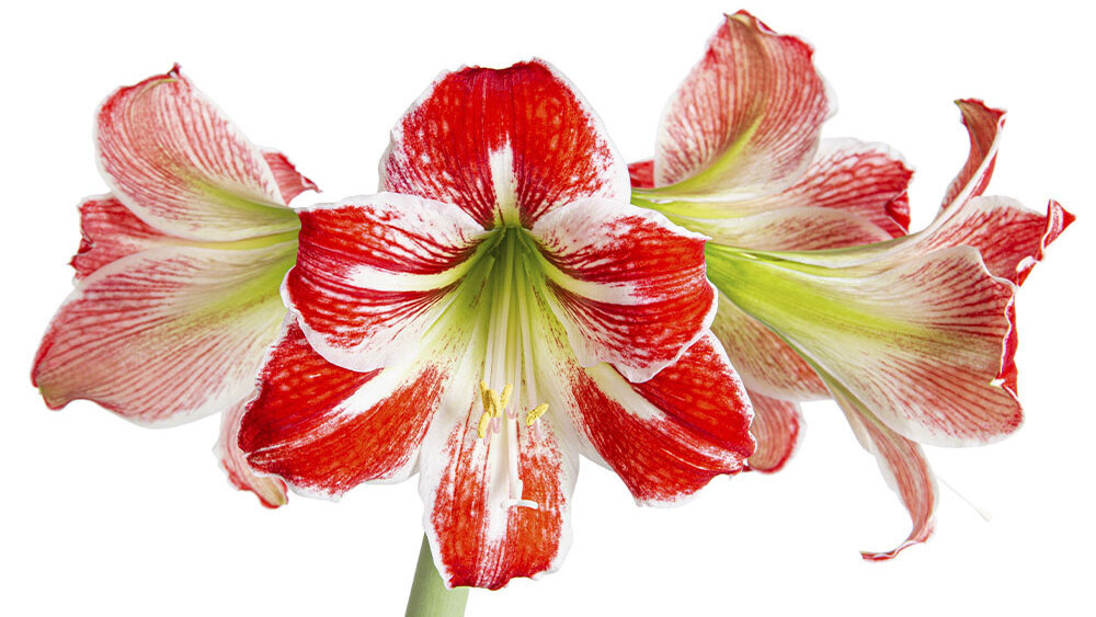 Amaryllis, Schnittblume, Bluete-weiss-rot, ungefuellt, freigestellt