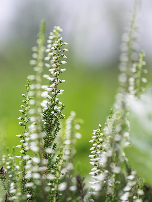 Blumen-Risse bietet eine beeindruckende Auswahl an Heiden.