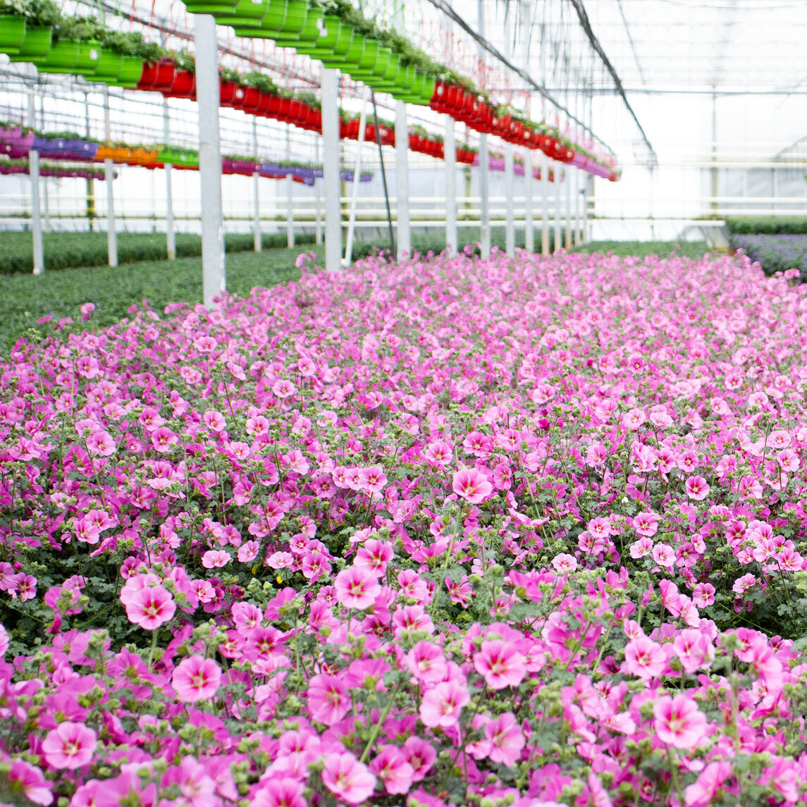 Besuch beim StämmchenLieferanten Blumen Risse
