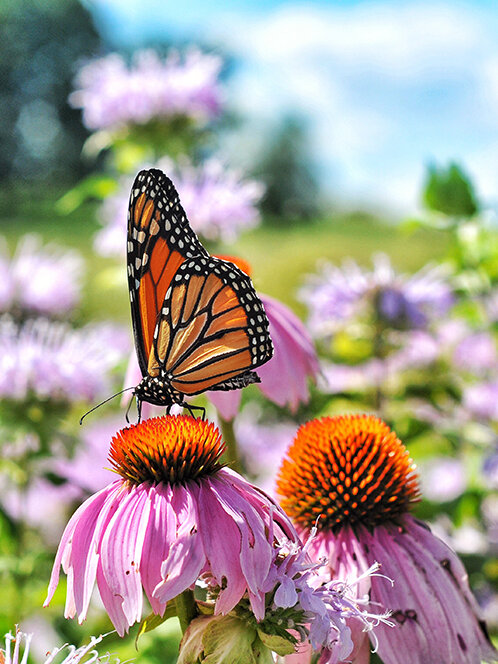 Blumen-Risse, Ratgeber, Der-Sonnengarten, Orange, Rosa, Gruen, Schmetterling-auf-Sommerblumen, Echinacea