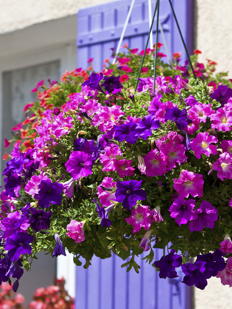Petunien pflegen: Standort, Gieen, Dngen & Sorten | Blumen Risse - Blumen  Risse