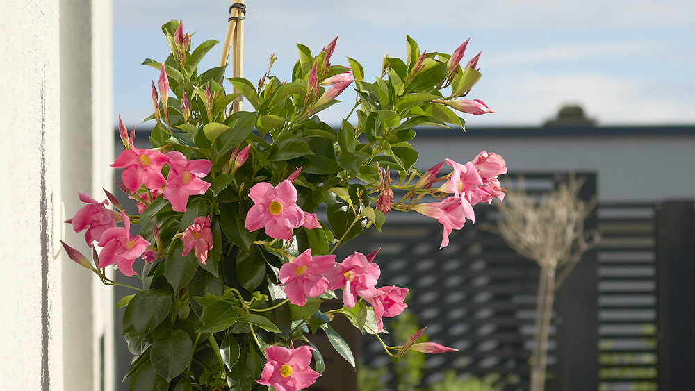 weisse orchideen samra Weiße Lausanne Orchidee Ø9cm 2 Orchideen – Übertopf weiß Diabolo Twin