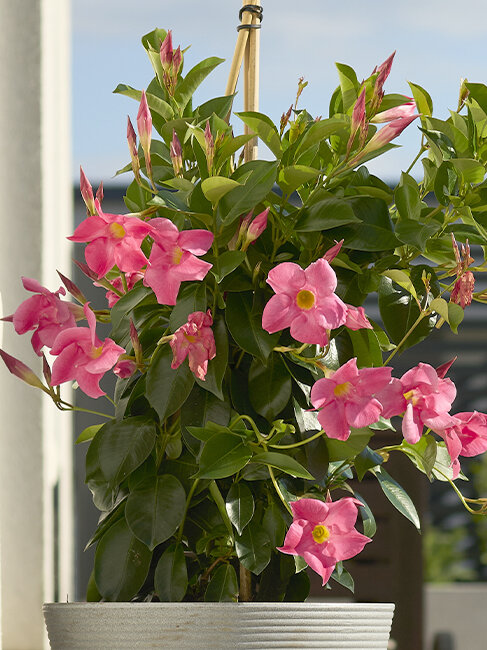 Blumen-Risse, Ratgeber, Pflanzenratgeber, Dipladinea,, Dipladenia-rosabluehend-auf-Balkon