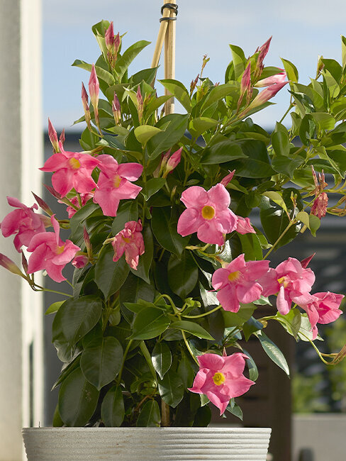 Blumen-Risse, Ratgeber, Pflanzenratgeber, Dipladinea,, Dipladenia-rosabluehend-auf-Balkon