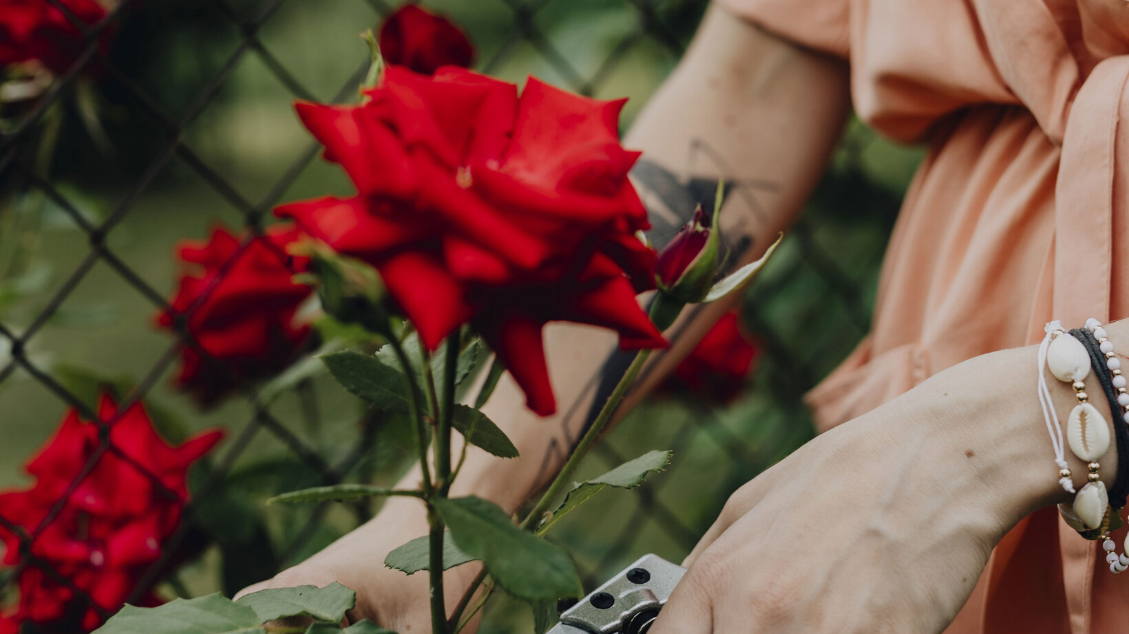 Blumen Risse, Sortiment, Pflanzen, Rosen, Rot, Gruen, Beige, Beetpflanzen, Rose, Garten, Bluete, Pflanze, Person