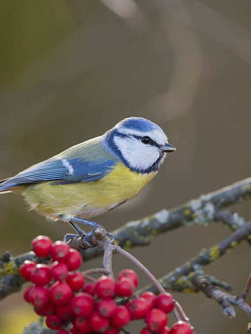 Blumen-Risse, Ratgeber, Winter, winterliche-Zierstraeucher-mit-Beerenschmuck, Rot, Blau, Gelb, Braun, Maise, Vogelbeeren, Esche, Garten, Beeren, Vogelfutter