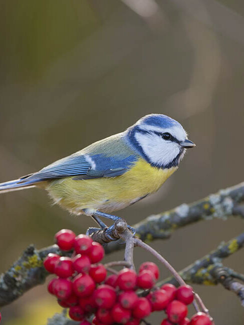 gartenpflanzen winterhart, Meise im Winter auf Ast mit roten Beeren 