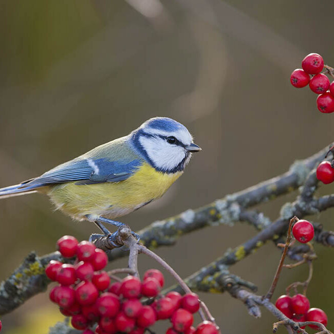 Blumen-Risse, Ratgeber, Winter, winterliche-Zierstraeucher-mit-Beerenschmuck, Rot, Blau, Gelb, Braun, Maise, Vogelbeeren, Esche, Garten, Beeren, Vogelfutter