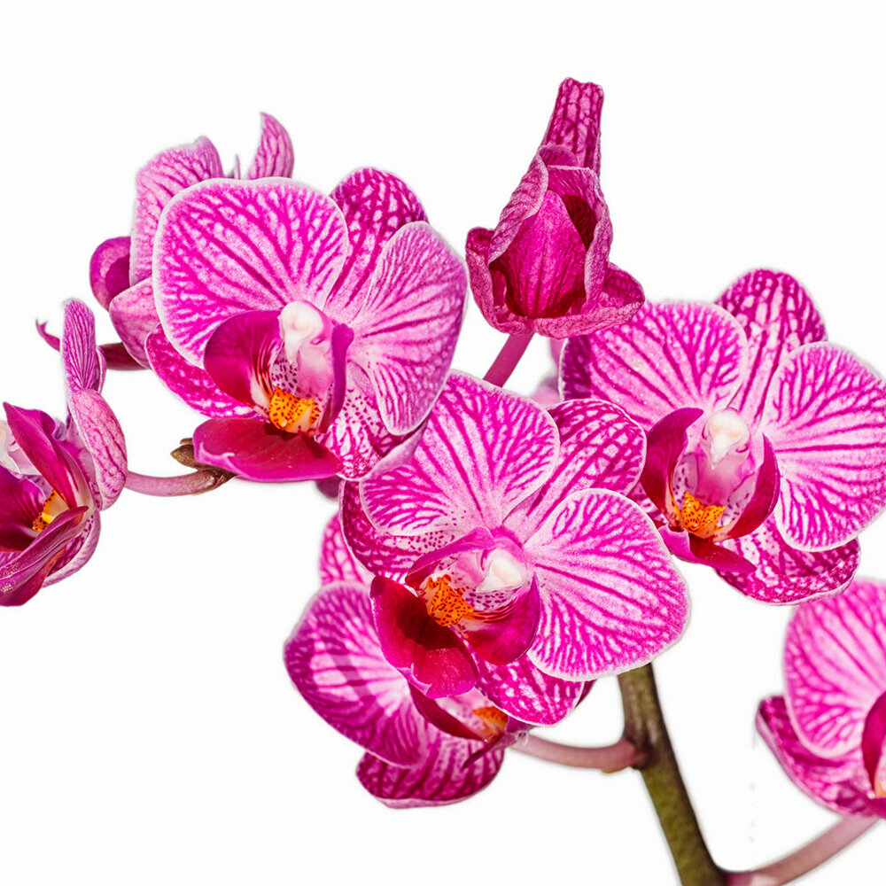 Orchidee-mit-Pink-Weißer-Bluete-freigestellt