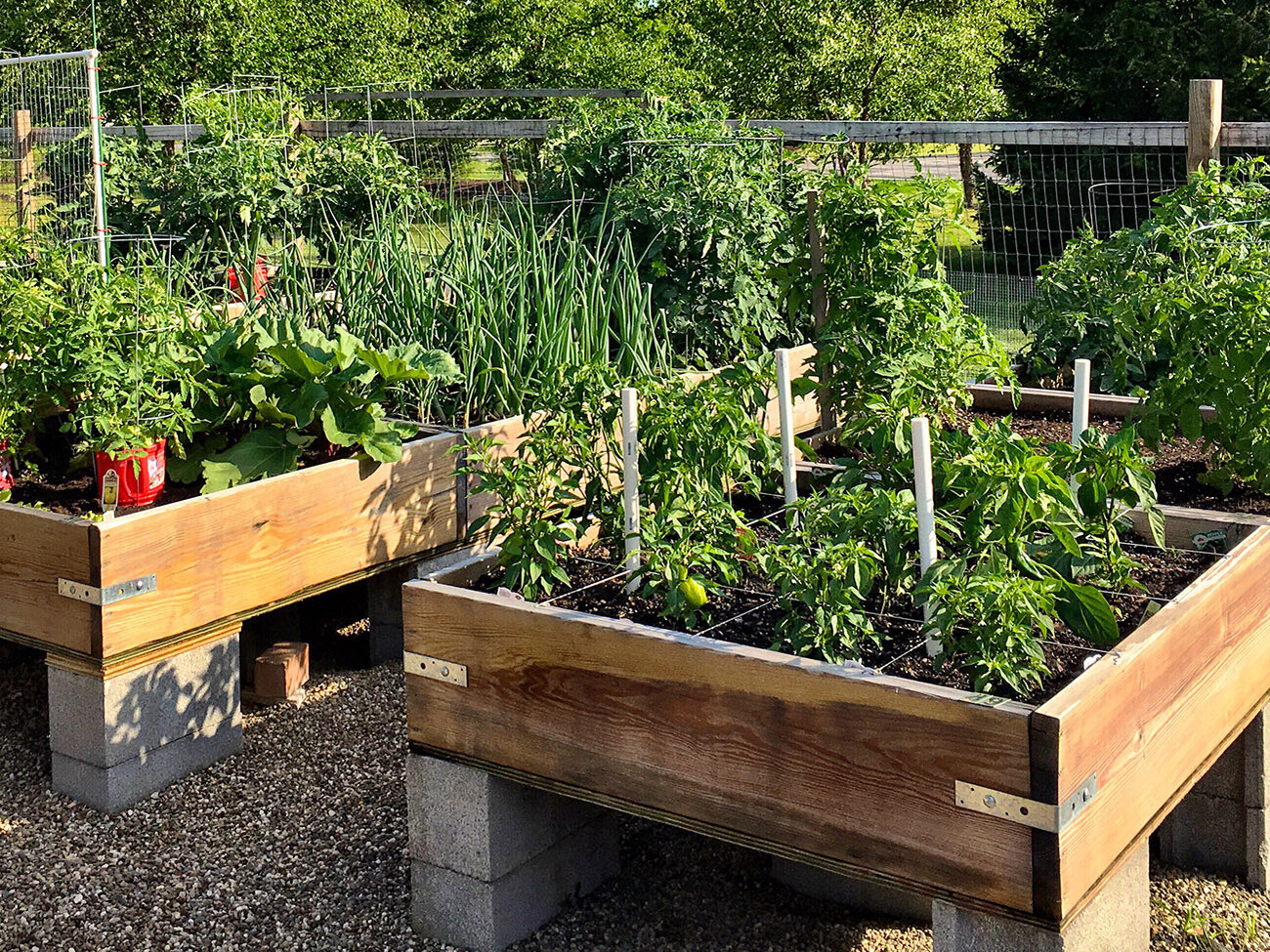 Blumen-Risse, Ratgeber-Fruehling, Hochbeet, mehrere-bepflanzte-Holzhochbeete-stehen-in-umzaeunten-Garten