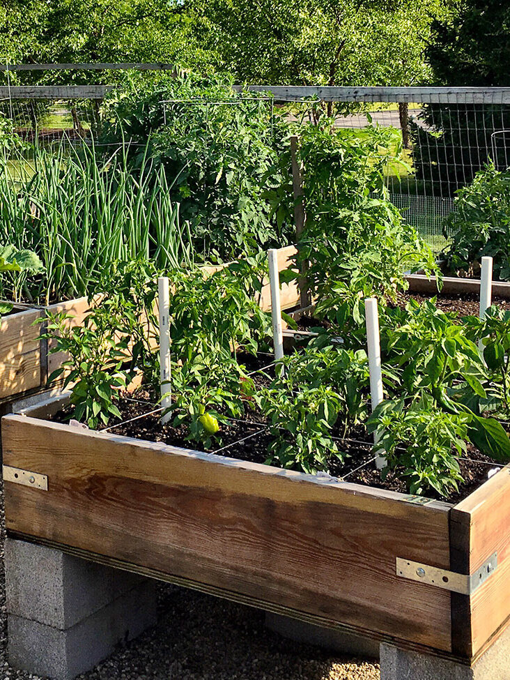 Blumen-Risse, Ratgeber-Fruehling, Hochbeet, mehrere-bepflanzte-Holzhochbeete-stehen-in-umzaeunten-Garten