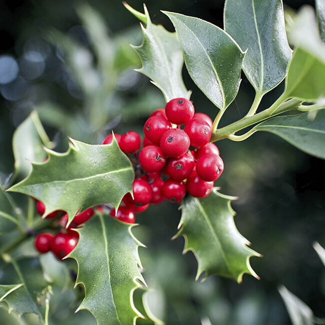 gartenpflanzen winterhart, rote Beeren an Stechpalme