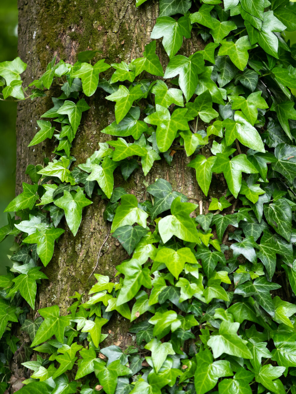 Blumen Risse, Sortiment, Pflanzen, Pflanzenwelt, Kletterpflanzen, Efeu, Grün, Baumrinde, Wächst, Hoch, Wald