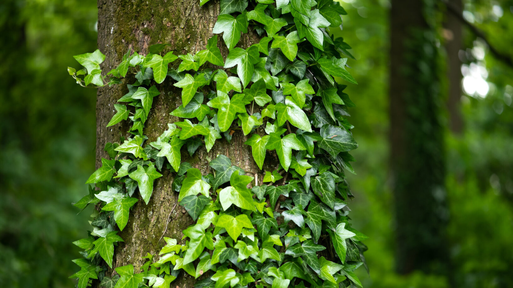 Im Wald klettert Efeu einen Baum hoch. Der grüne Efeu rankt sich um den Baumstamm.