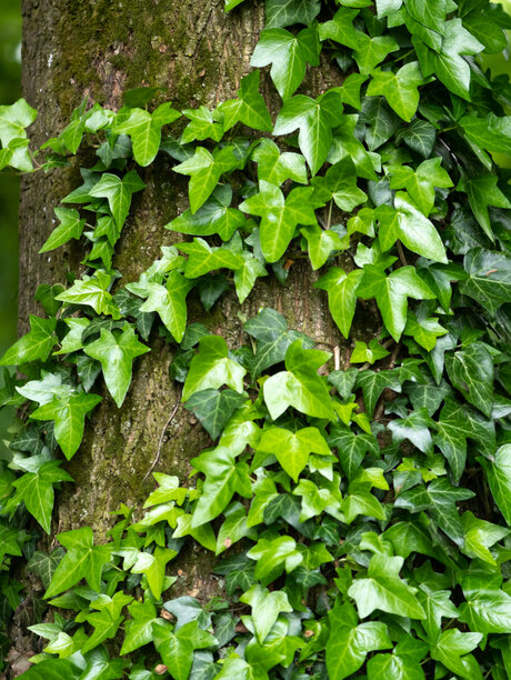 Blumen Risse, Sortiment, Pflanzen, Pflanzenwelt, Kletterpflanzen, Efeu, Grün, Baumrinde, Wächst, Hoch, Wald