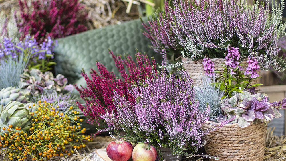 Blumen-Risse, Unsere-Trendthemen, Callunen, Gartencenter, Blumenmaerkte, Blumenlaeden
