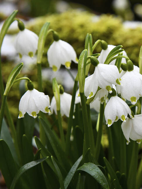 Gartenpflanzen winterhart, blühende Schneeglöckchenpflanzen im Garten