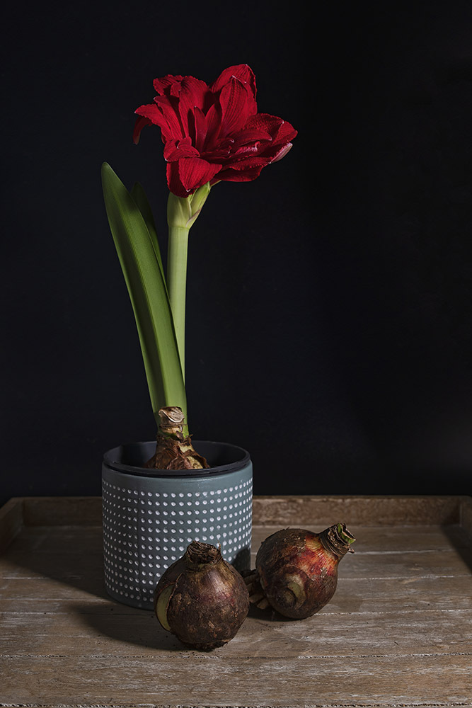 Amaryllispflanze-in-Blumentopf, mit-zwei-Zweiebeln, auf-Holztisch