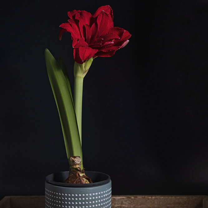 Amaryllispflanze-in-Blumentopf, mit-zwei-Zweiebeln, auf-Holztisch