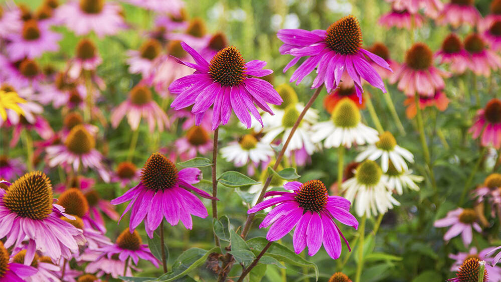 Blumen-Risse_Stauden_Sonnenhut-Rudbeckia_Pink-Weiss-Gelb-Garten-Beet-Pflanzen-Blueten