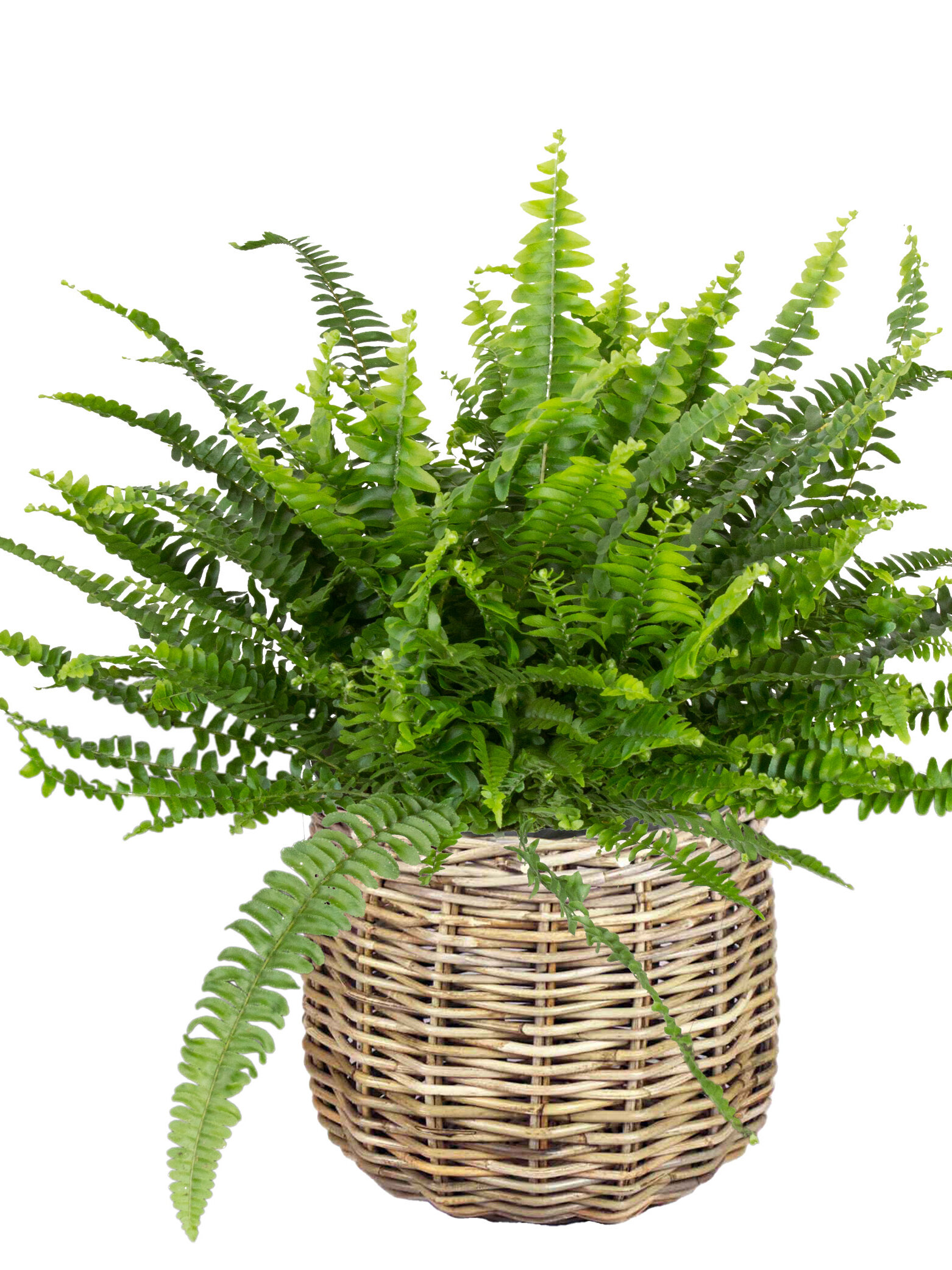 Blumen-Risse, Natuerliche-Luftreiniger, Gruenpflanzen, Zimmerpflanzen, Schwertfarn-Nephrolepis 