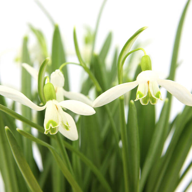 Die Natur bietet zahlreiche winterharte Pflanzen, die Deinen Garten verschönern.