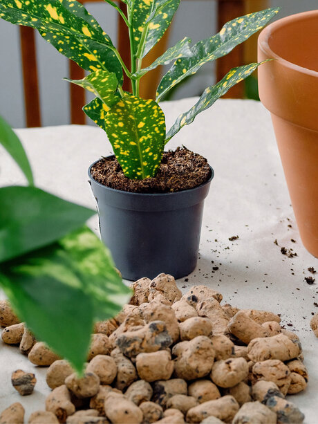 Blumen Risse, Sortiment, Garten, Erde, Braun, Beige, Grün, Gelb, Grau, Blumenerde, Spezialerde, Granulat, Pflanztopf, Tisch, Einpflanzen, Umtopfen