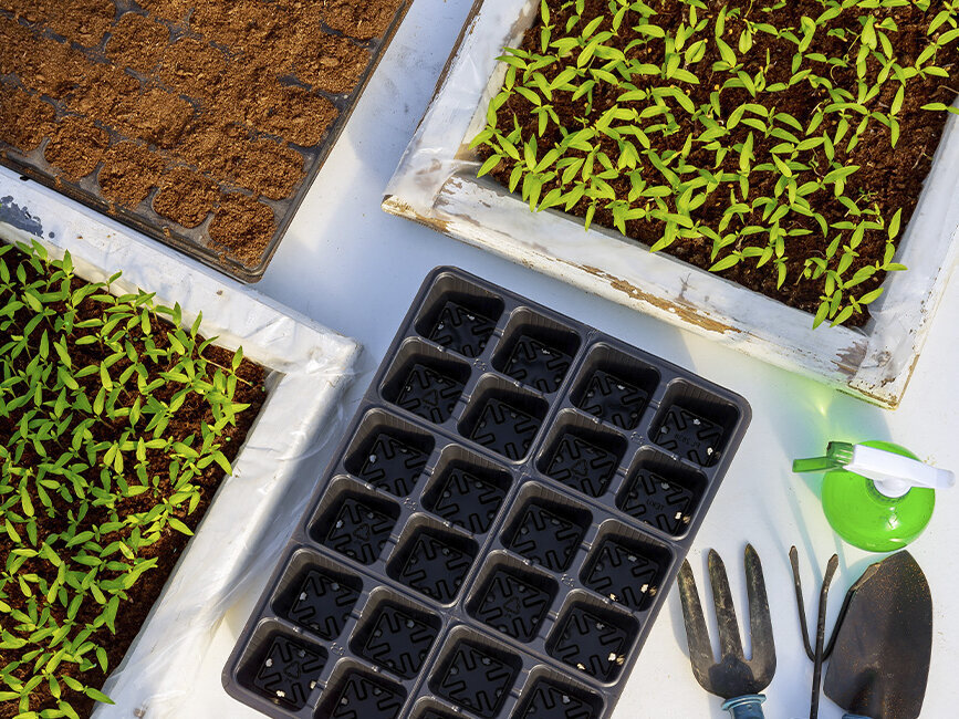Blumen-Risse, Ratgeber, Fruehling, Das-Zimmergewaechshaus, vier-Zimmergewaechshausunterlagen, einmal-ungefuellt, mit-Erde, gekeimt-mit-Jungpflanzen-auf-Tisch