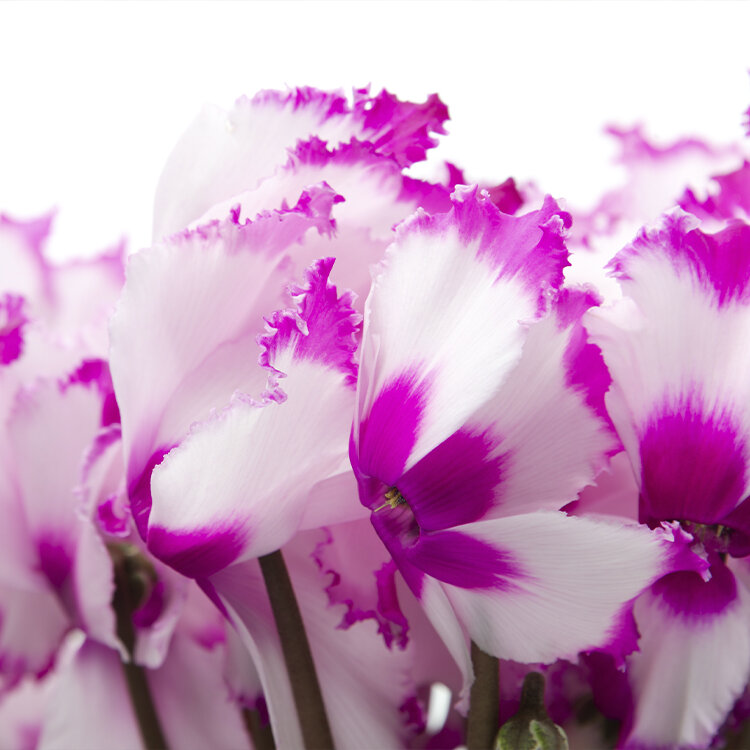 Detailaufnahme von weißpinken Alpenveilchenblüten