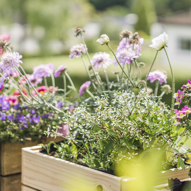 Frhblhende Stauden | Blumen Risse - Blumen Risse