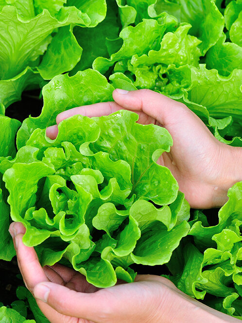 Blumen-Risse, Pflanzen, Anzucht, Saatgut, Gemuesesamen, Haende-halten-Salatkopf-im-Beet