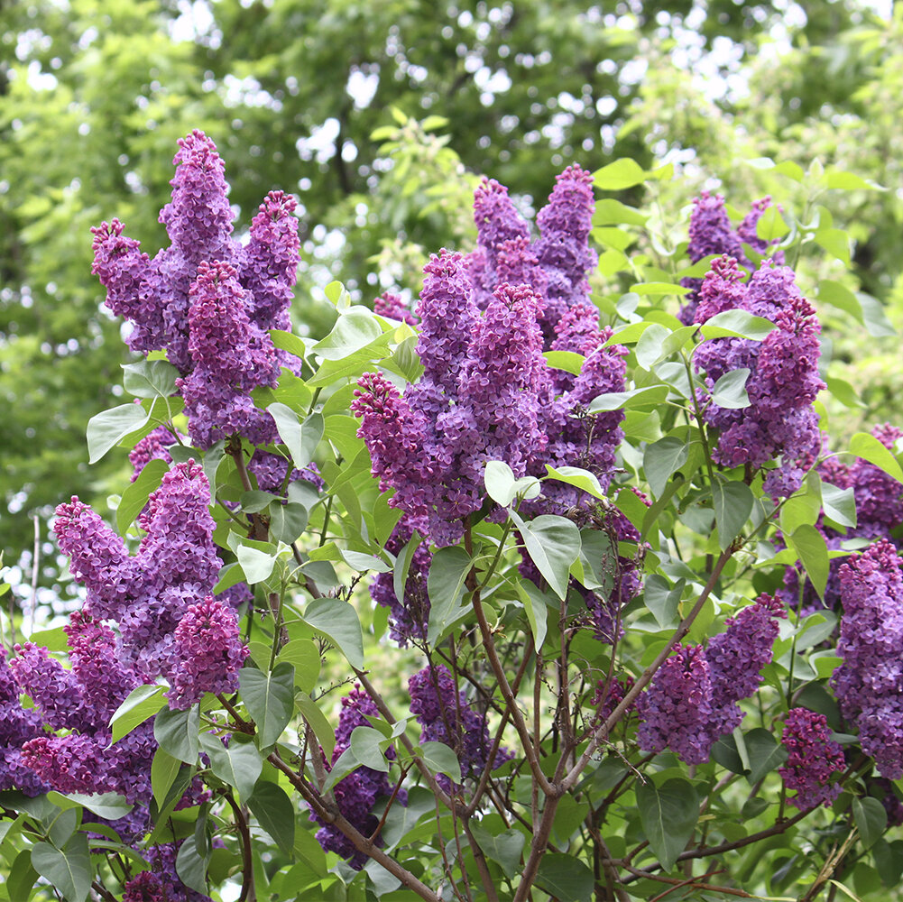 Flieder (Syringa) pflegen, Arten erkennen und Sommerflieder richtig whlen  - Blumen Risse