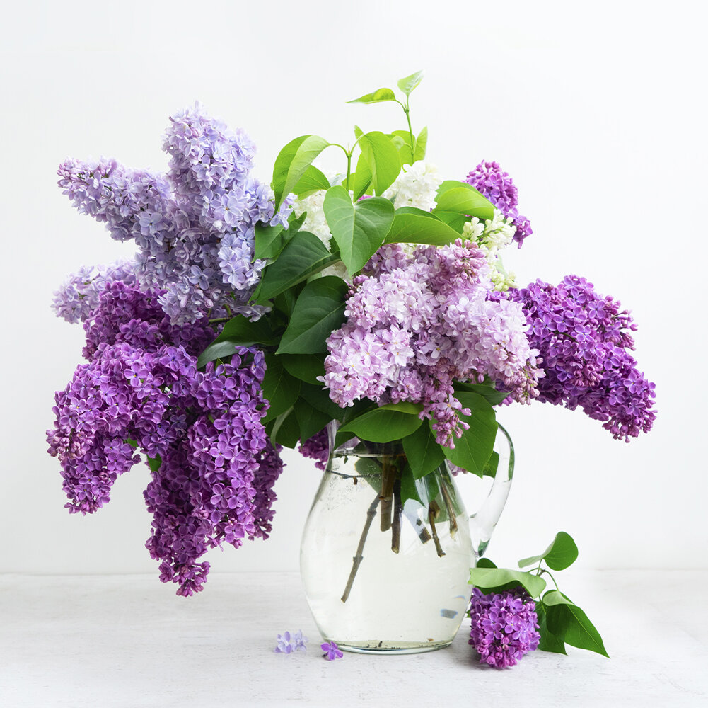 Flieder (Syringa) pflegen, Arten erkennen und Sommerflieder richtig whlen  - Blumen Risse