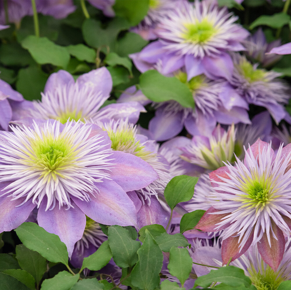 Clematis pflegen: Standort, Sorten, Bltezeit und Pflege-Tipps - Blumen  Risse