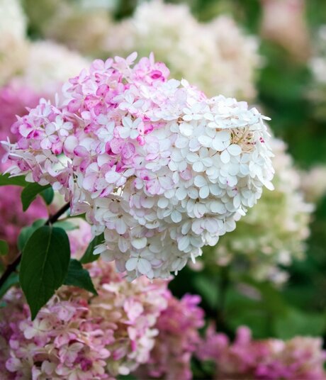 Blumen-Risse, Sortiment, Pflanzen, Beetpflanzen, Rispenhortensie, Weiss, Rosa, Pink, Gruen, Bluete, Hortensie, Garten