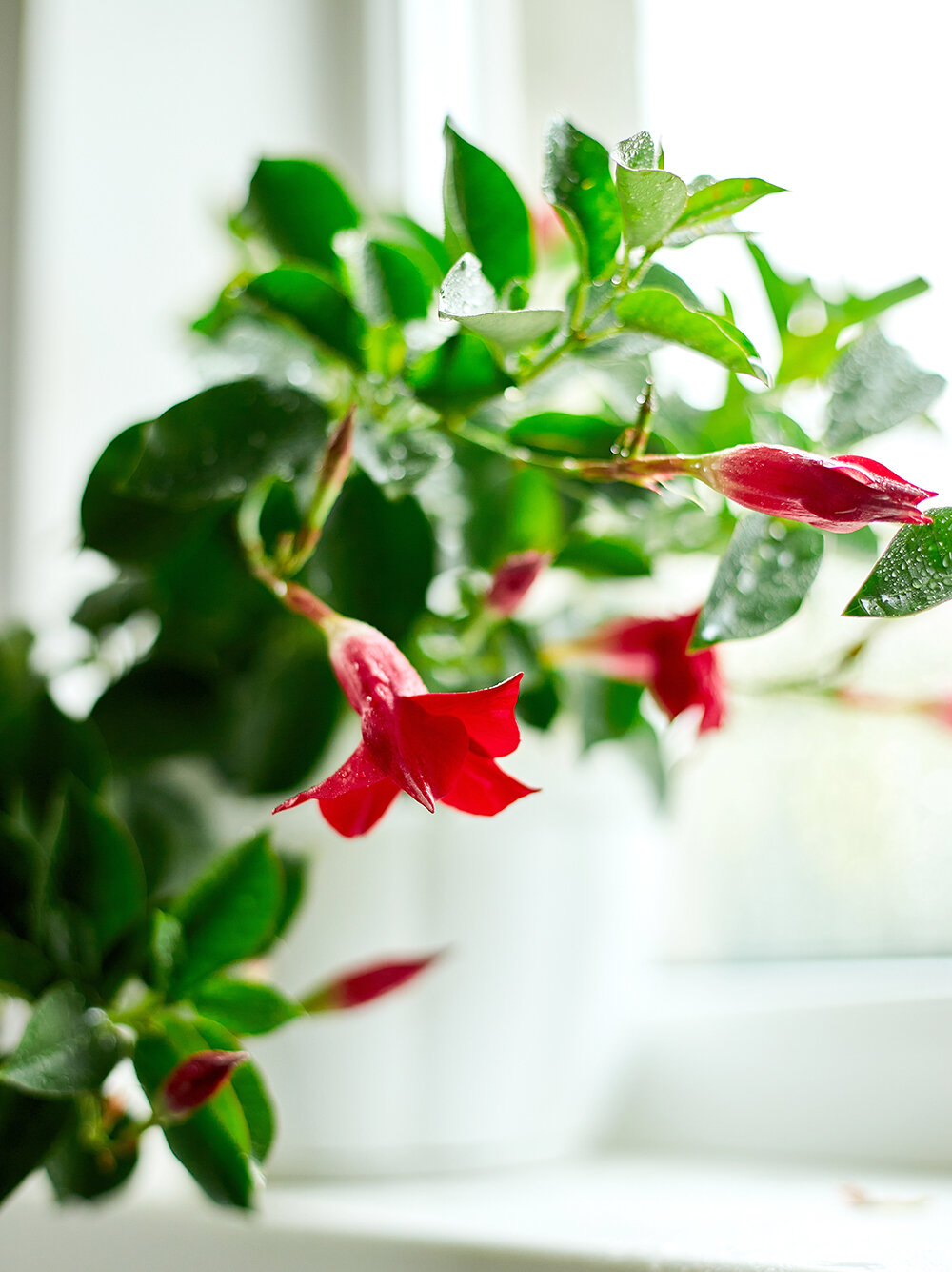 Dipladenia - Blumen Risse