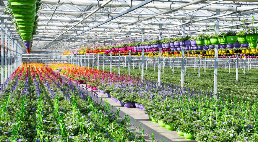 Besuch beim StämmchenLieferanten Blumen Risse