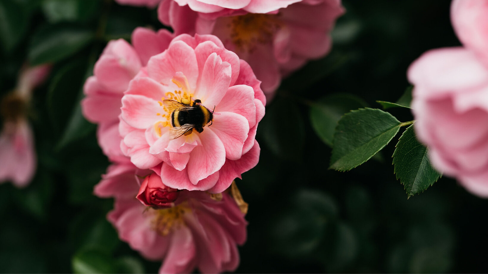 Blumen Risse, Sortiment, Pflanzen, Rosen, Rose, Rosa, Gruen, Schwarz, Beetpflanzen, Beetrosen, Rose, Garten, Bluete, Biene, Pflanze