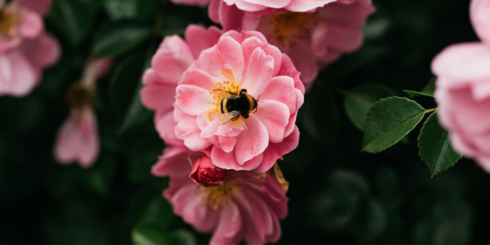 Blumen Risse, Sortiment, Pflanzen, Rosen, Rose, Rosa, Gruen, Schwarz, Beetpflanzen, Beetrosen, Rose, Garten, Bluete, Biene, Pflanze
