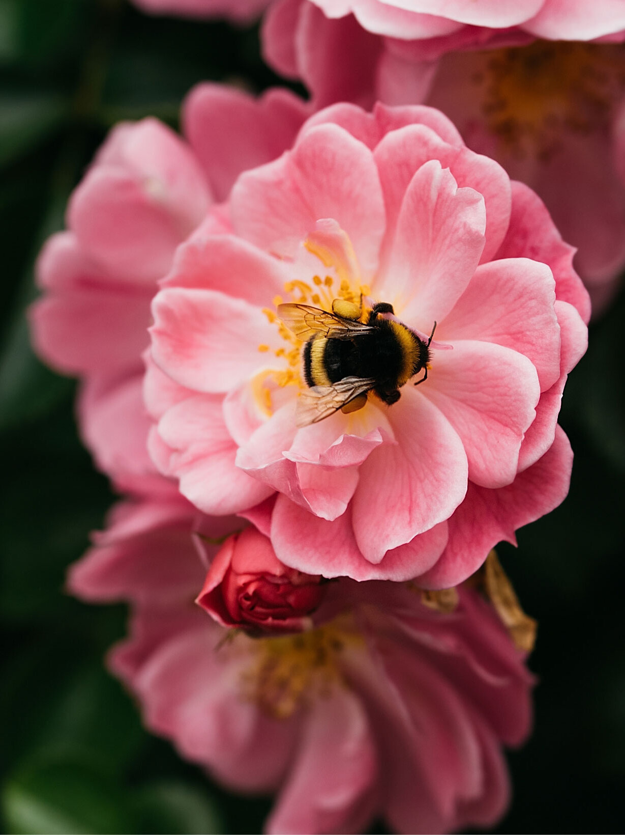 Blumen Risse, Sortiment, Pflanzen, Rosen, Rose, Rosa, Gruen, Schwarz, Beetpflanzen, Beetrosen, Rose, Garten, Bluete, Biene, Pflanze