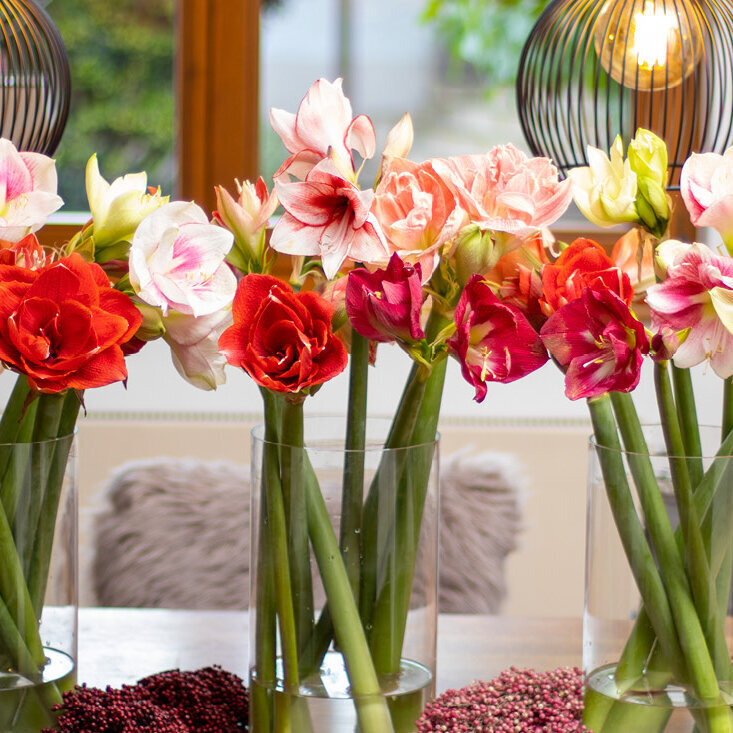 Amaryllisblumen-in-drei-großen-Vasen-auf-stilvollem-Esstisch, Bluetenfarbe-weiss-rosa-rot